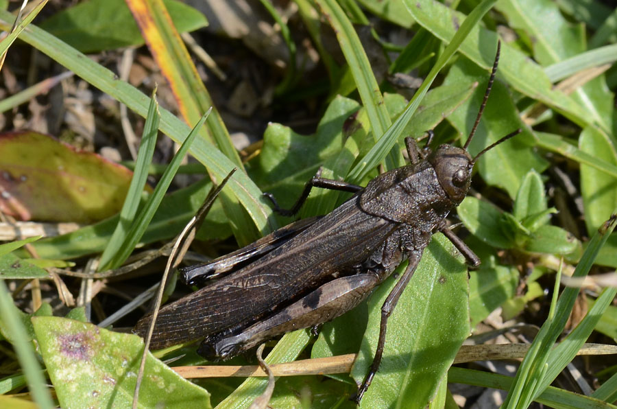 Cavalletta ali rosse: Psophus stridulus